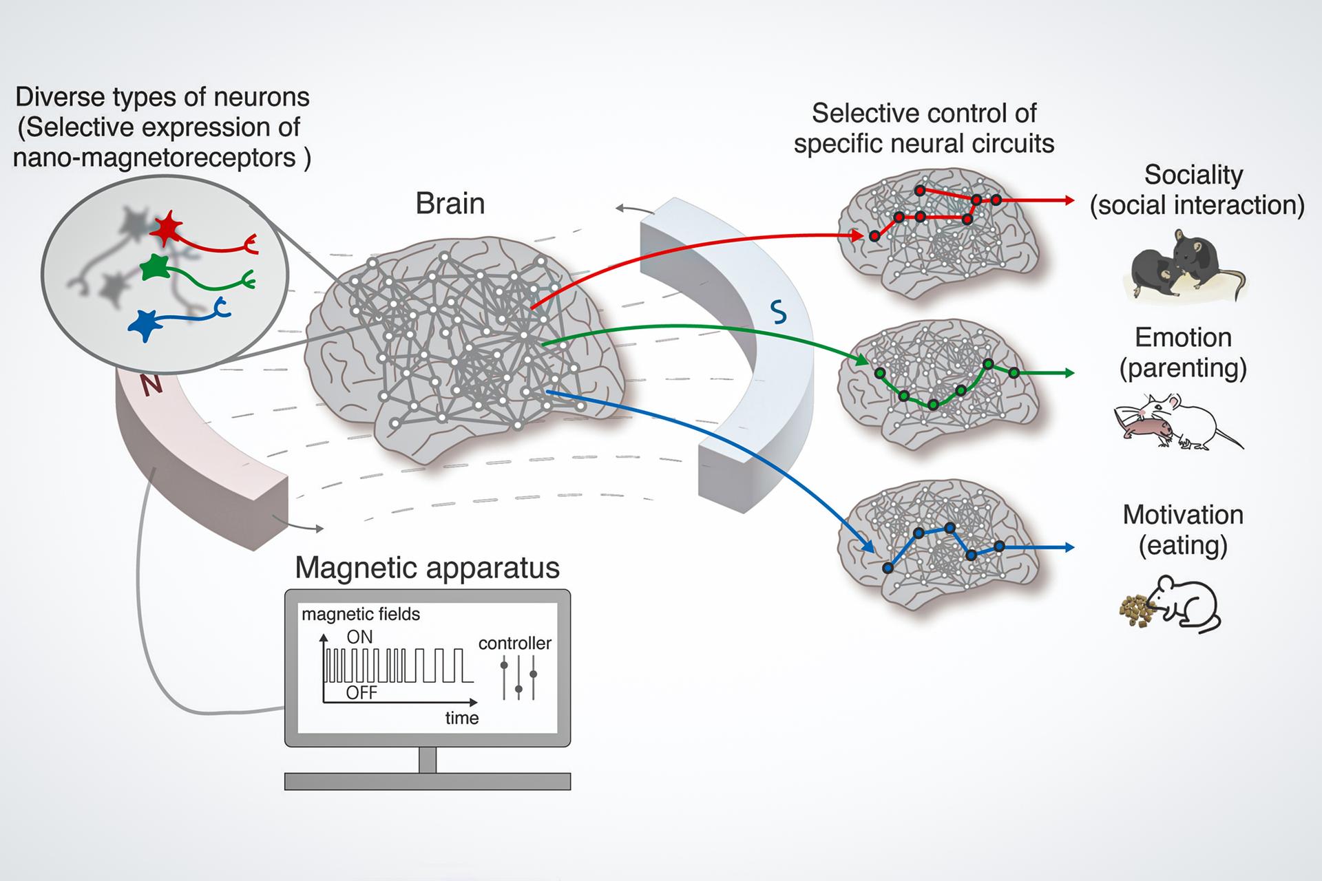 Remarkable magnetic brain control tech alters appetite and behavior